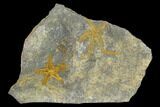Ordovician Starfish (Petraster?) & Brittle Star (Ophiura) Fossils #118068-1